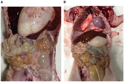 Impact of PEDV infection on the biological characteristics of porcine intestinal exosomes